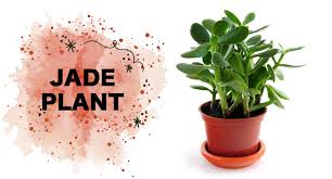 Besides improving the aesthetics of a space, plants invite the energy of nature into your home or office. Plants To Keep On Office Desk Local Verandah