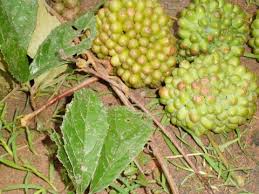 Image result for Ampelocissus africana