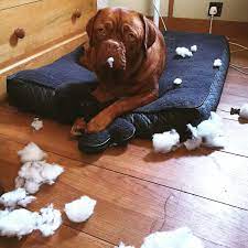 How To Stop A Dog From Chewing His Bed Training My Best Friend