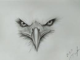 My Drawings Teil 1 Adler 3 Bleistiftzeichnung Wattpad