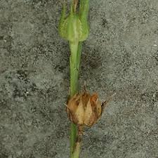 Image result for Limeum sulcatum