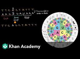 Gene mutations worksheet answers promotiontablecovers. Impact Of Mutations On Translation Into Amino Acids Video Khan Academy