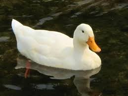 Pekin ducks should not be mistaken with peking duck, which is a form of a dish, though the original pekins who were brought to america actually hatched in peking (beijing). American Pekin Duck Information Egg Meat Production Farming Pictures Breeds List