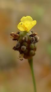 Image result for Xyris schliebenii