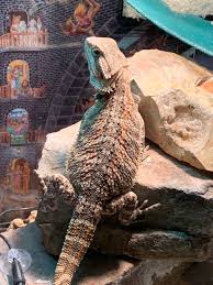 All you really need to bathe them is nothing more than a container that's large enough to fit them. Bearded Dragon Is Dehydrated And Won T Drink He Won T Drink During Baths Isn T Interested In Water Even With Something Sweet To Allure Him Just Can T Figure Out How To Get Him To