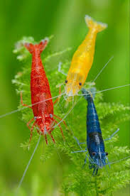 Pin On Hermosos Peces De Todas Las Especies