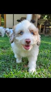 MORAH PARK Bordoodles and Cavoodles