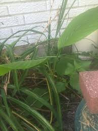 Image result for Siphonochilus brachystemon