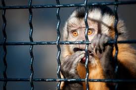 What is the best way to buy a pet? Buying A Pet Monkey Lovetoknow