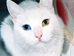 My cat's nose is dry. Signs Your Cat May Have Eye Problems Pethelpful By Fellow Animal Lovers And Experts