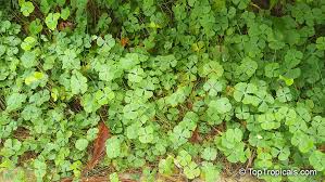 Image result for Marsilea vera