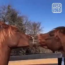 Horse Kissing GIFs | Tenor