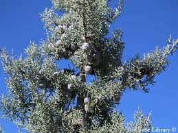 Image result for Cupressus arizonica