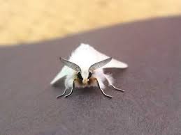 The venezuelan poodle moth — the almost unreal looking subject of the popular meme — is believe it or not, a real animal, not a hoax. Venezuelan Poodle Moth Venezuelan Poodle Moth Poodle Moth Moth