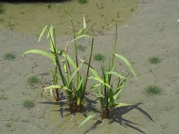 Image result for Paspalum conjugatum