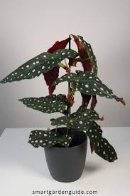 Image result for Begonia poculifera