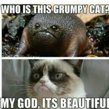 Grumpy Cat Quotes Titanic Quotesgram