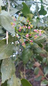 Image result for Salvadoraceae