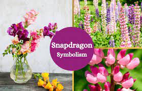 Snapdragon Flower Meaning Symbol Sage