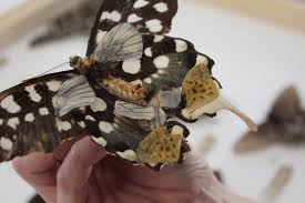Museum pests are biological agents that can cause damage to museum collections. The Study And Conservation Of The 20th Century Wooden Chest And Its Lepidoptera Collection