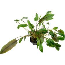 Cryptocoryne parva is one of the most popular carpeting plants in the hobby. Cryptocoryne Wendtii Indonesii