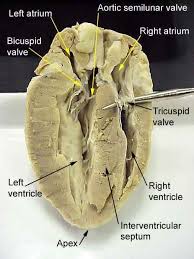 Image Result For Anatomy Of Sheep Heart Heart Anatomy Quiz Heart Anatomy Human Anatomy And Physiology