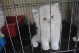 Harga kucing anggora saat ini bervariasi mengingat ada beberapa jenis kucing anggora yang telah dikembangkan. Kucing Himalaya Cataryshop