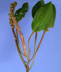 Image result for Potamogeton nodosus