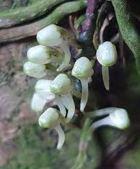 Image result for Cribbia brachyceras