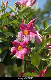 Image result for dipladenie hybrida rio obrázek