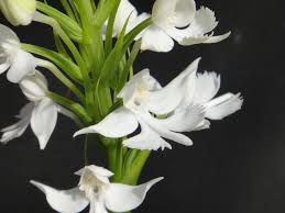 Image result for Habenaria cirrhata