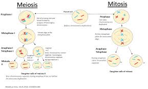 The end result of how is meiosis different from mitosis? Meiosis And Mitosis Meiosis Mitosis Middle School Science Experiments