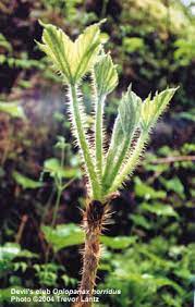 Devil S Club Oplopanax Horridus An Ethnobotanical Review American Botanical Council