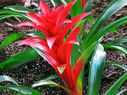 Vert, vert panaché, vert et rouge; Fleurs Rouges La Liste Des 30 Plus Belles Plantes Et Fleurs