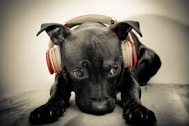 Dj Dog Kopek Fotograf Muzik