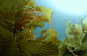 Kelp seaweed has a cell structure that filters sea water looking for the oceans rich nutrients. Liquid Seaweed Fertilizer Most Popular Organic Fertilizer