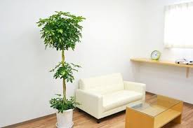 カポック シェフレラ の育て方 剪定や植え替え 挿し木の方法は Horti ホルティ By Greensnap