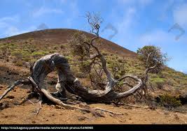Todos los vídeos, fotos y actualidad de la. Krorrige Wacholderbaume Auf El Hierro Lizenzfreies Foto 5496988 Bildagentur Panthermedia