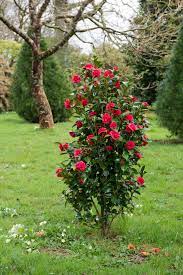 Pin On Garden Glory