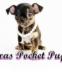 Hide this posting restore restore this posting. 32 Chihuahua Pups In Texas Ideas Chihuahua Pup Chihuahua Puppies