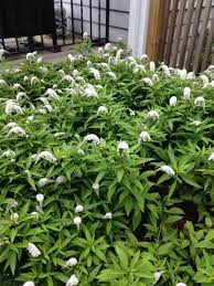 Put in the plants, flowers, and ornamentals you have in your garden and the app will generate a digital care calendar that will notify. Pin On Mygardenanswers