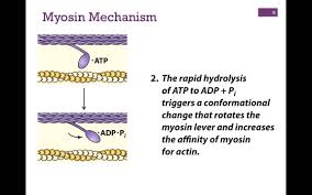 Four Types Of Protein Structure - Primary, Secondary, Tertiary & Quaternary  Structures