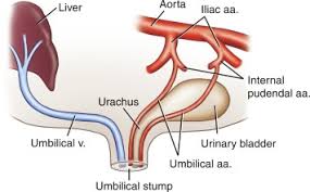 Image result for Umbilicus botryoides