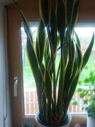 Von boden bis oberstes blatt oder blüte senkrecht stehend gemessen). Was Ist Das Fur Eine Pflanze Siehe Bild Grun Mit Gelben Streifen Pflanzen Zimmerpflanzen