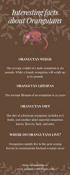 Orangutan Facts Orangutan Bornean Orangutan Male Orangutan