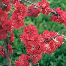 Image result for Prunus persica