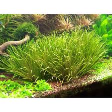 Image result for Blyxa aubertii