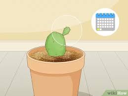 They are very waterwise and some can be easily rooted from just a single pad. Simple Ways To Root Cactus 12 Steps With Pictures Wikihow