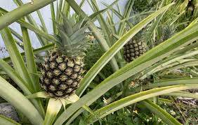 Check spelling or type a new query. New To South Florida Gardening Read This First Edible South Florida