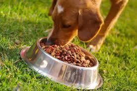 tips on feeding your dog correctly food animals dog food recipes dog nutrition